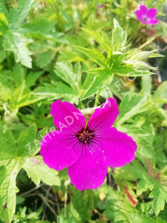 Kakost 'Red Admiral' - Geranium 'Red Admiral'