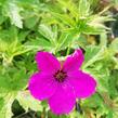 Kakost 'Red Admiral' - Geranium 'Red Admiral'