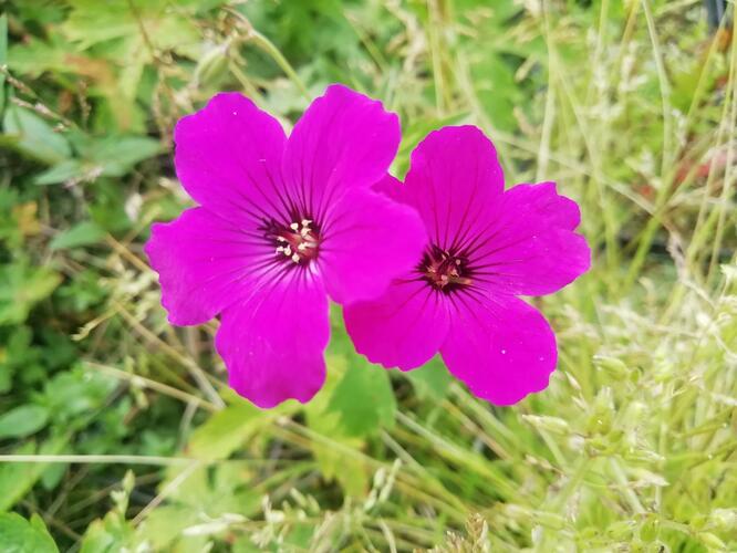 Kakost 'Red Admiral' - Geranium 'Red Admiral'