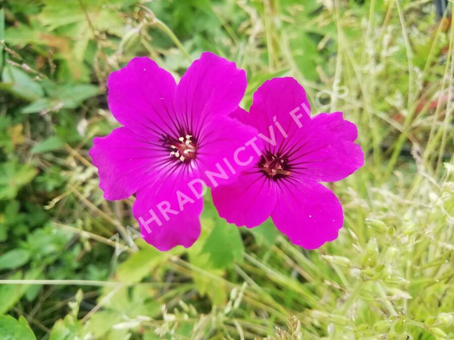 Kakost 'Red Admiral' - Geranium 'Red Admiral'