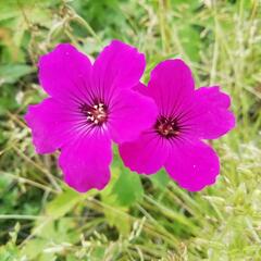 Kakost 'Red Admiral' - Geranium 'Red Admiral'