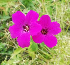 Kakost 'Red Admiral' - Geranium 'Red Admiral'