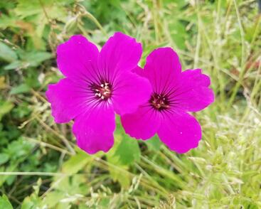 Kakost 'Red Admiral'