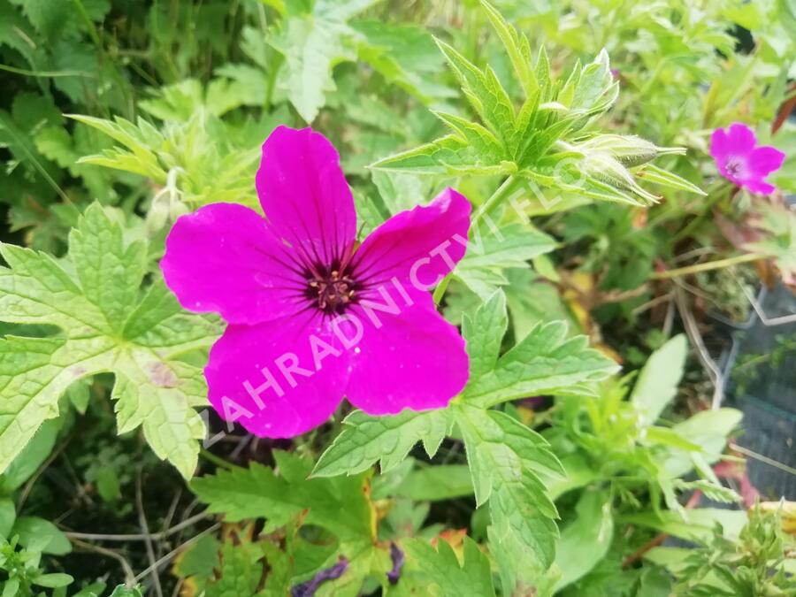 Kakost 'Red Admiral' - Geranium 'Red Admiral'