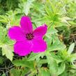 Kakost 'Red Admiral' - Geranium 'Red Admiral'