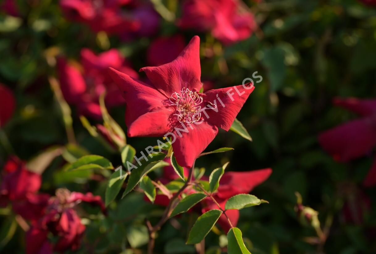 Růže čínská 'Sanguinea' - Rosa chinensis 'Sanguinea'