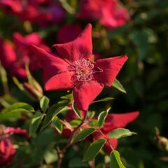 Růže čínská 'Sanguinea' - Rosa chinensis 'Sanguinea'