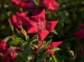 Růže čínská 'Sanguinea' - Rosa chinensis 'Sanguinea'