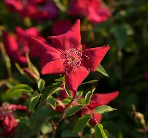 Růže čínská 'Sanguinea' - Rosa chinensis 'Sanguinea'