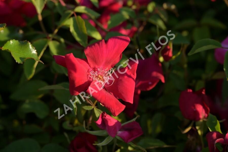 Růže čínská 'Sanguinea' - Rosa chinensis 'Sanguinea'