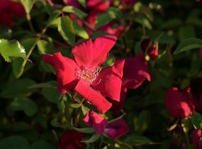 Růže čínská 'Sanguinea' - Rosa chinensis 'Sanguinea'