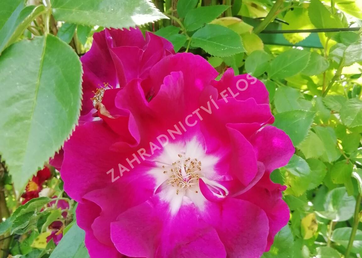 Růže pnoucí 'Night Owl' - Rosa PN 'Night Owl'