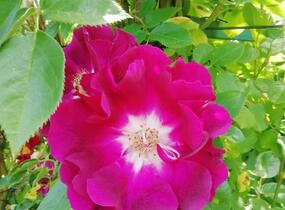 Růže pnoucí 'Night Owl' - Rosa PN 'Night Owl'