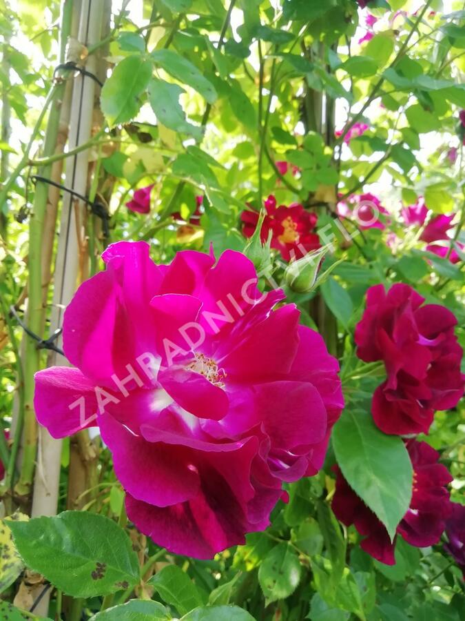Růže pnoucí 'Night Owl' - Rosa PN 'Night Owl'