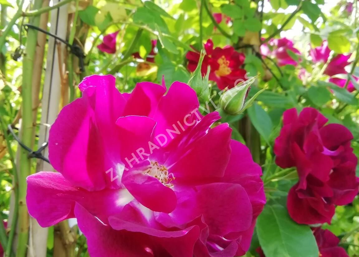 Růže pnoucí 'Night Owl' - Rosa PN 'Night Owl'