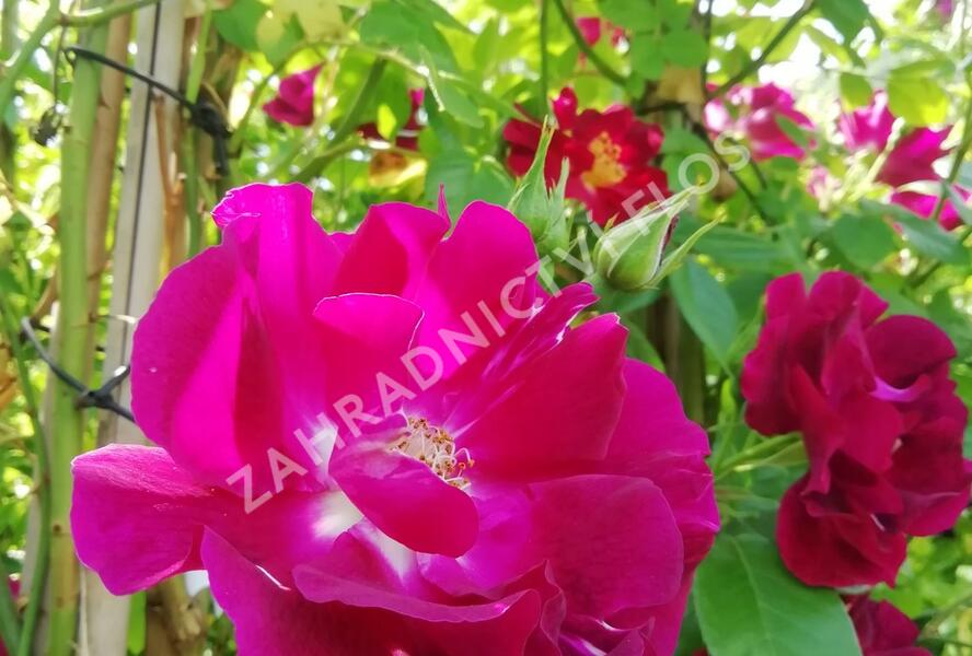 Růže pnoucí 'Night Owl' - Rosa PN 'Night Owl'