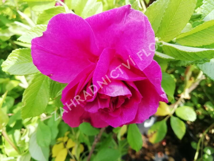 Růže svraskalá 'Hansa' - Rosa rugosa 'Hansa'