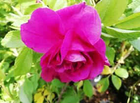 Růže svraskalá 'Hansa' - Rosa rugosa 'Hansa'