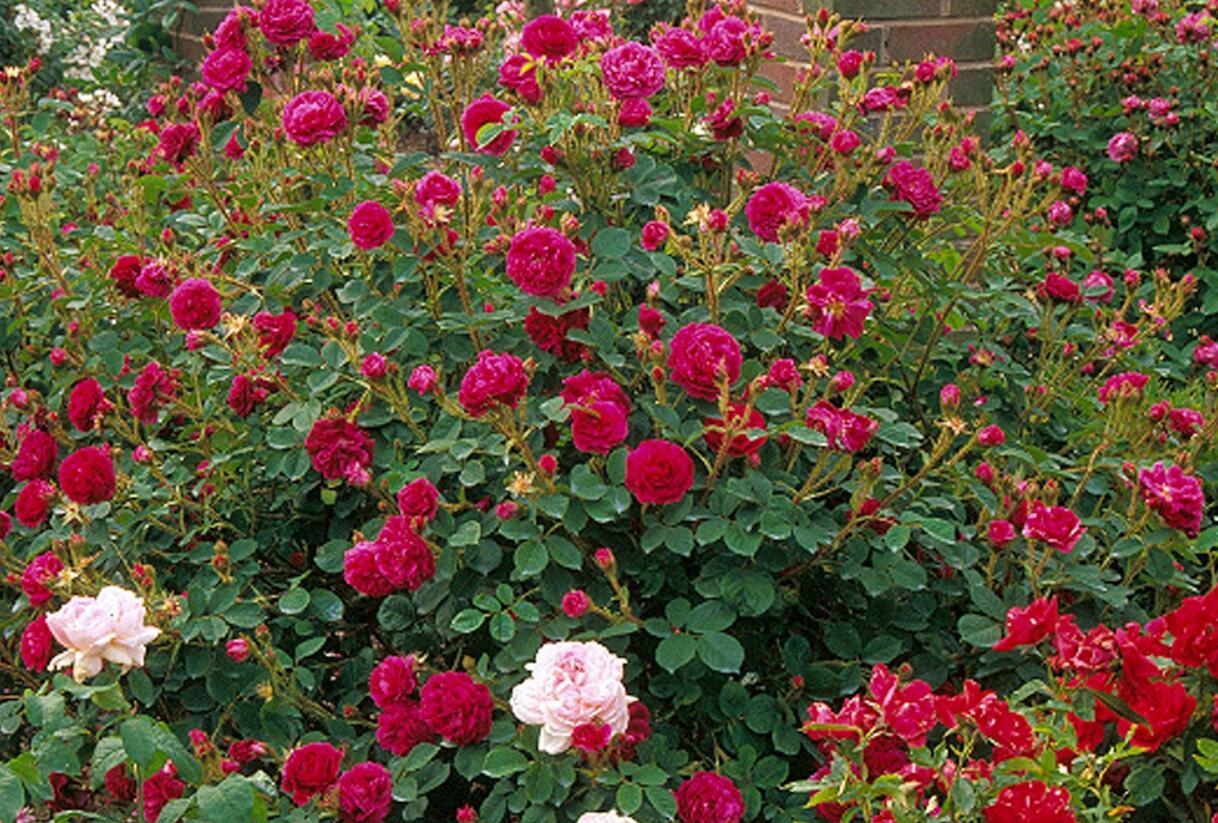 Růže parková 'Henri Martin' - Rosa S 'Henri Martin'