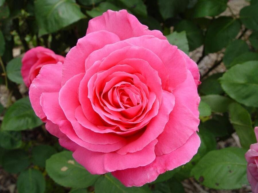 Růže velkokvětá 'Susan Hampshire' - Rosa VK 'Susan Hampshire'