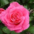 Růže velkokvětá 'Susan Hampshire' - Rosa VK 'Susan Hampshire'