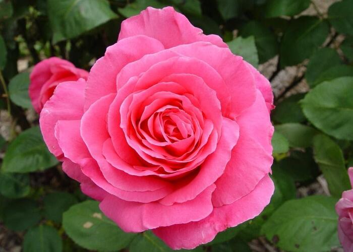 Růže velkokvětá 'Susan Hampshire' - Rosa VK 'Susan Hampshire'