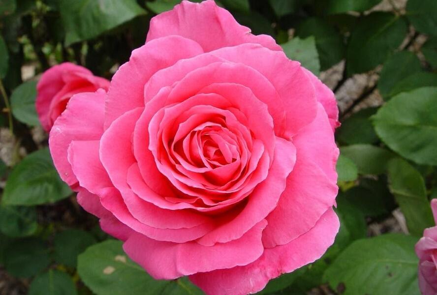 Růže velkokvětá 'Susan Hampshire' - Rosa VK 'Susan Hampshire'