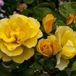 Růže velkokvětá Meilland 'Tequila Gold' - Rosa VK 'Tequila Gold'