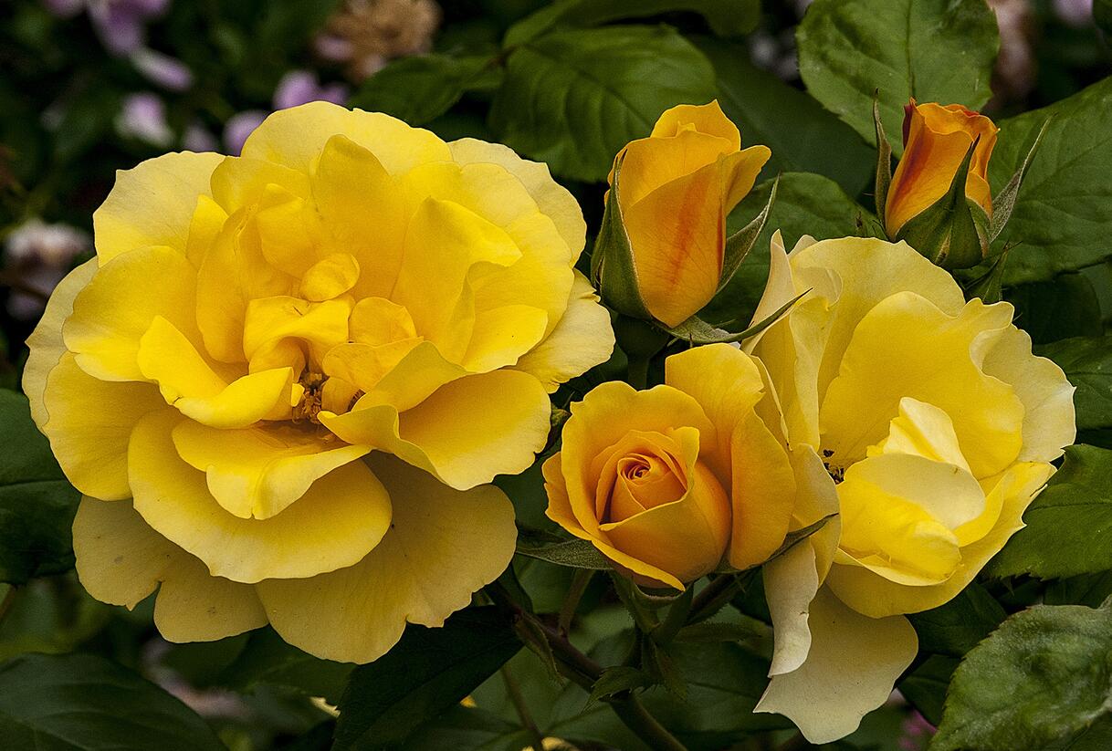 Růže velkokvětá Meilland 'Tequila Gold' - Rosa VK 'Tequila Gold'