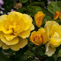 Růže velkokvětá Meilland 'Tequila Gold' - Rosa VK 'Tequila Gold'