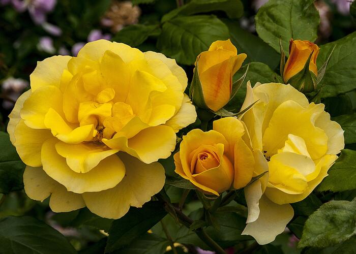 Růže velkokvětá Meilland 'Tequila Gold' - Rosa VK 'Tequila Gold'
