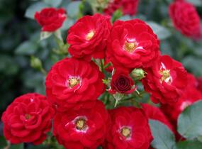 Růže miniaturní 'Mandy' - Rosa MI 'Mandy'