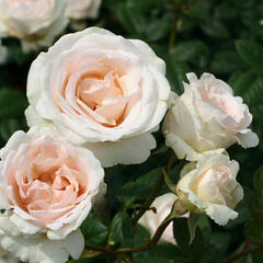 Růže velkokvětá Poulsen 'Julia Renaissance' - Rosa VK 'Julia Renaissance'