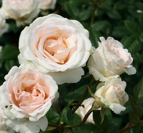Růže velkokvětá Poulsen 'Julia Renaissance' - Rosa VK 'Julia Renaissance'
