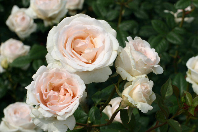 Růže velkokvětá Poulsen 'Julia Renaissance' - Rosa VK 'Julia Renaissance'