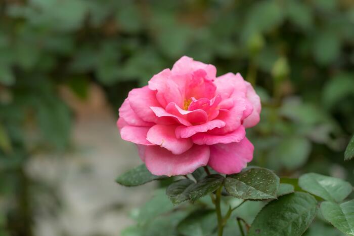 Růže velkokvětá Meilland 'Magali' - Rosa VK 'Magali'