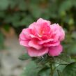 Růže velkokvětá Meilland 'Magali' - Rosa VK 'Magali'