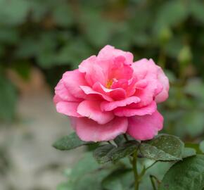 Růže velkokvětá Meilland 'Magali' - Rosa VK 'Magali'
