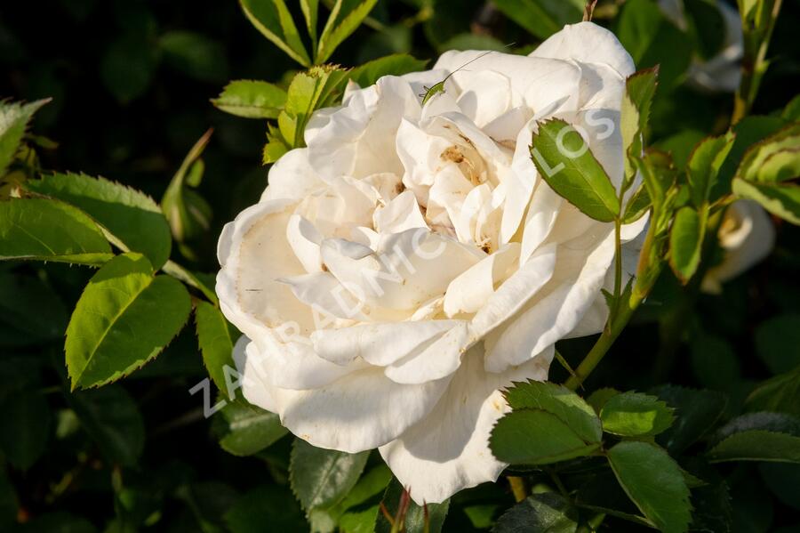 Růže parková 'J.P. Connel' - Rosa S 'J.P. Connel'