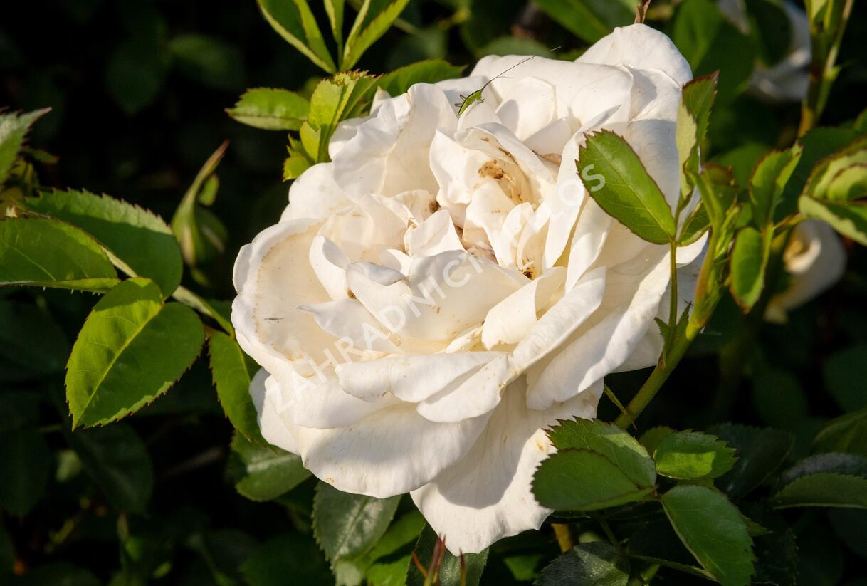 Růže parková 'J.P. Connel' - Rosa S 'J.P. Connel'