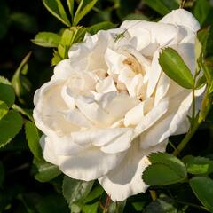 Růže parková 'J.P. Connel' - Rosa S 'J.P. Connel'