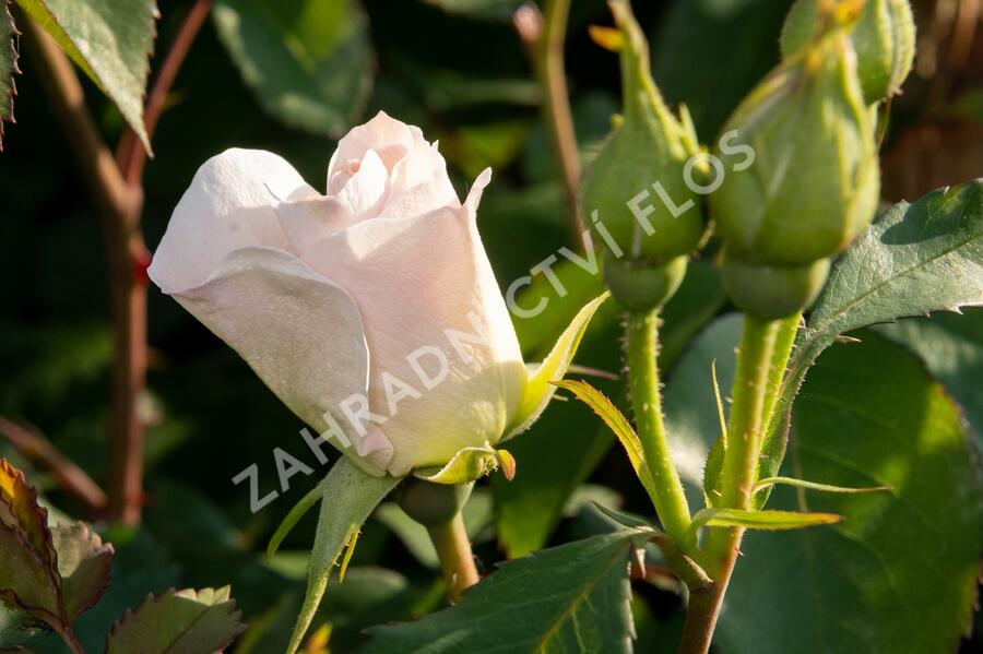 Růže parková 'J.P. Connel' - Rosa S 'J.P. Connel'