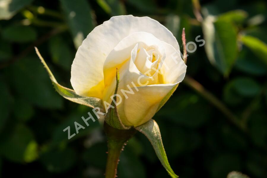 Růže parková 'J.P. Connel' - Rosa S 'J.P. Connel'