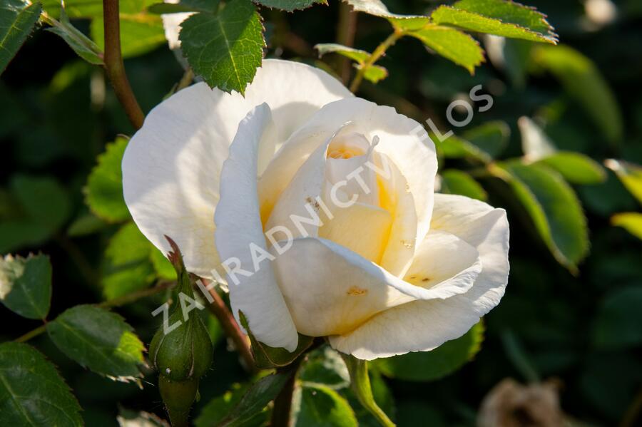 Růže parková 'J.P. Connel' - Rosa S 'J.P. Connel'