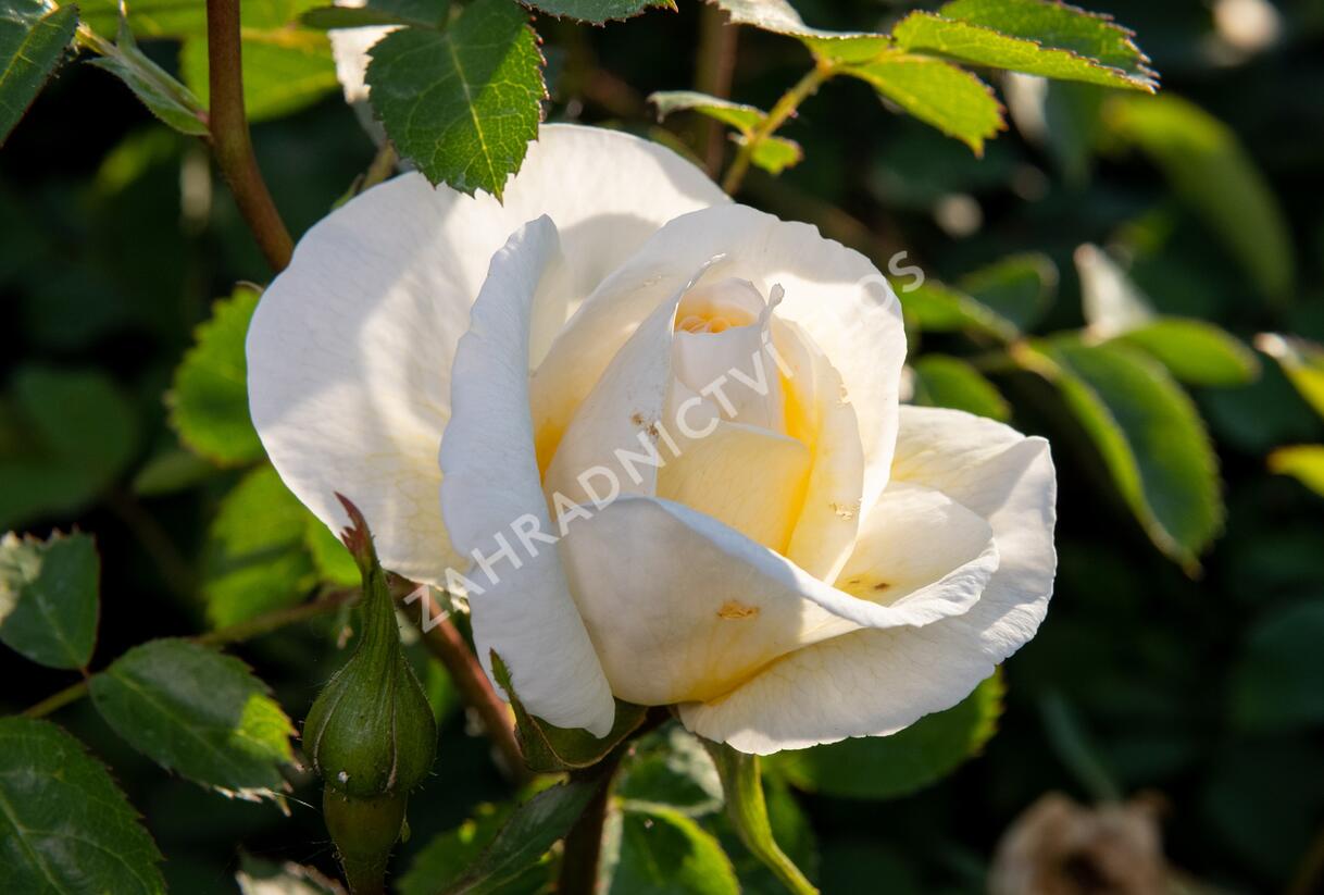 Růže parková 'J.P. Connel' - Rosa S 'J.P. Connel'