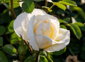 Růže parková 'J.P. Connel' - Rosa S 'J.P. Connel'
