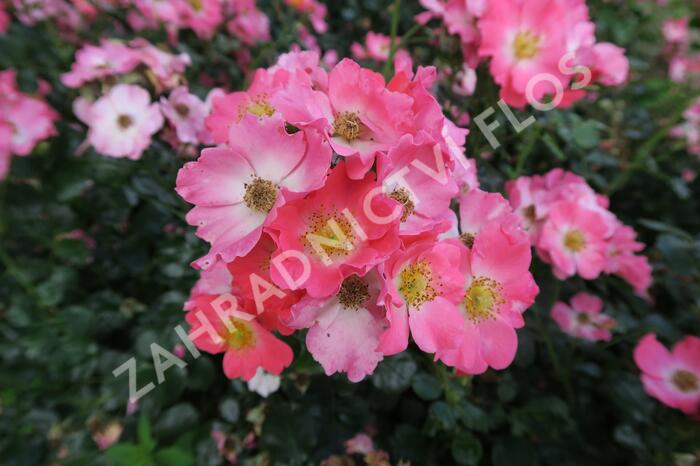 Růže mnohokvětá Meilland 'Pink Meidiland' - Rosa MK 'Pink Meidiland'