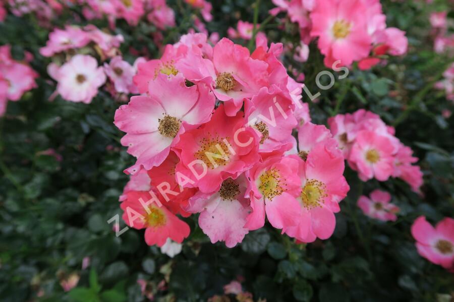 Růže mnohokvětá Meilland 'Pink Meidiland' - Rosa MK 'Pink Meidiland'