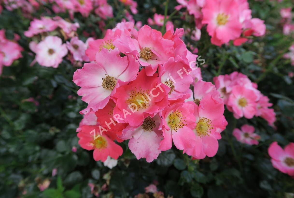 Růže mnohokvětá Meilland 'Pink Meidiland' - Rosa MK 'Pink Meidiland'