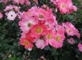 Růže mnohokvětá Meilland 'Pink Meidiland' - Rosa MK 'Pink Meidiland'